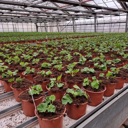 275855251_10159787277954376_5874968236053761040_n