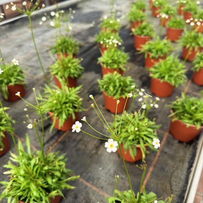 408861426_18249570862241652_2477295095200312737_n