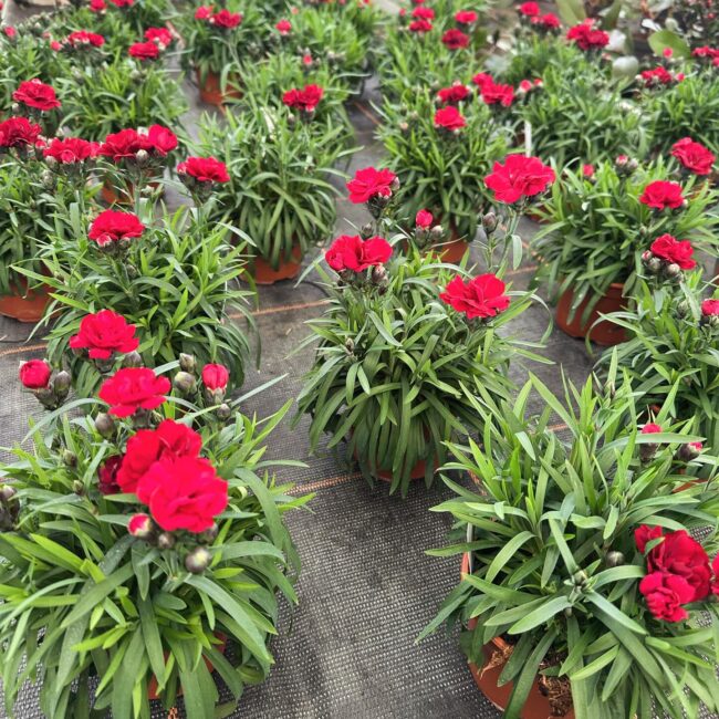 425013518_18249570844241652_733287204999418305_n