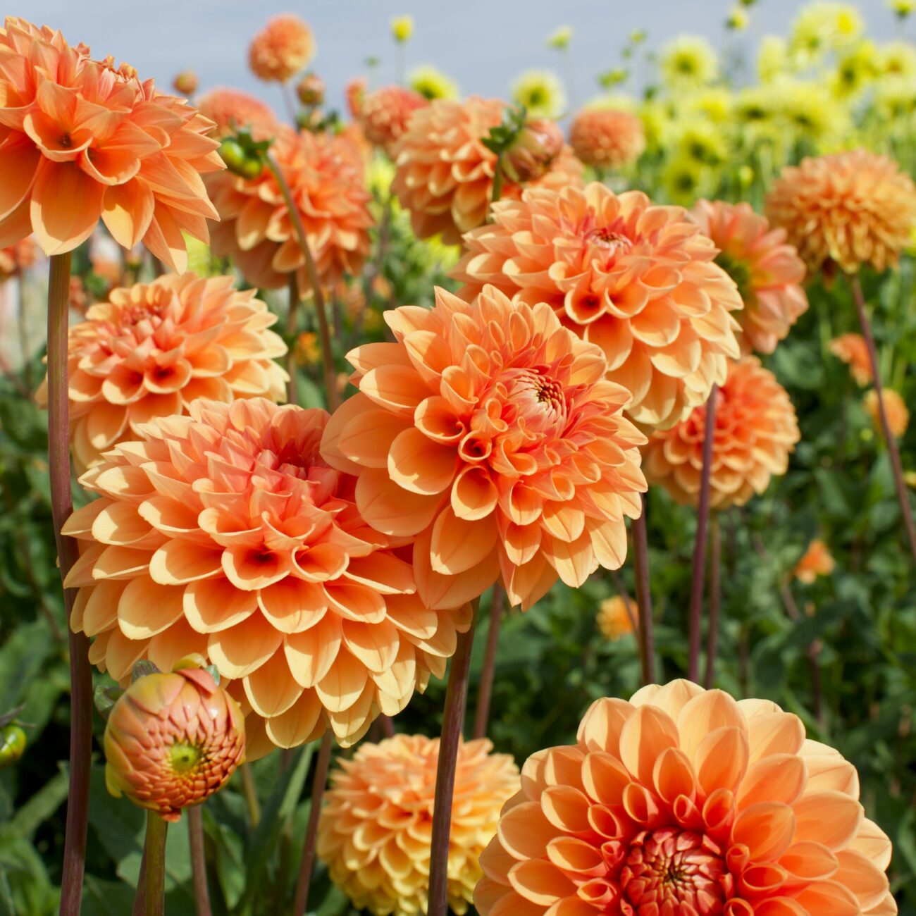 Dahlia