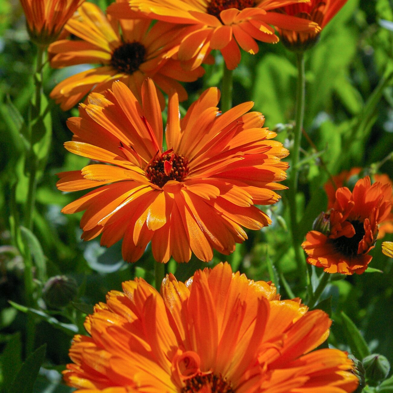 Souci Calendula