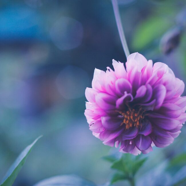 hellojardo-_7xd8shGWWY-unsplash